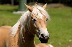 Haflinger Pferde